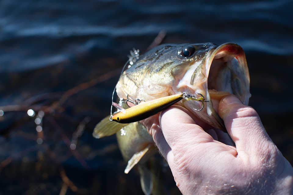 Largemouth bass, Crank bait, Fishing image