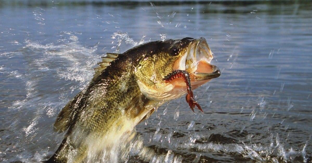 Hooked Largemouth bass in freshwater